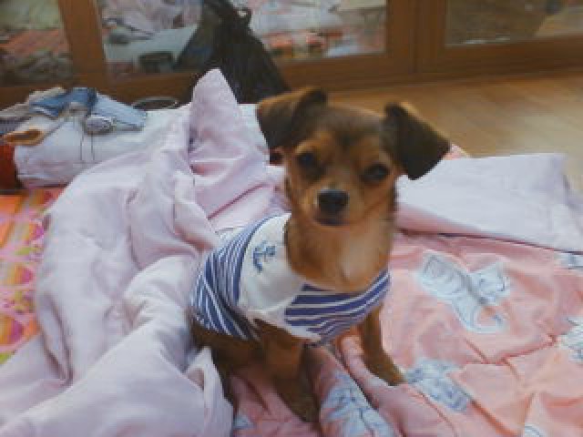 초롱이를 찾습니다