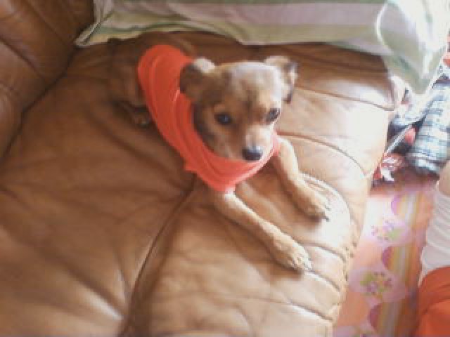 초롱이를 찾습니다