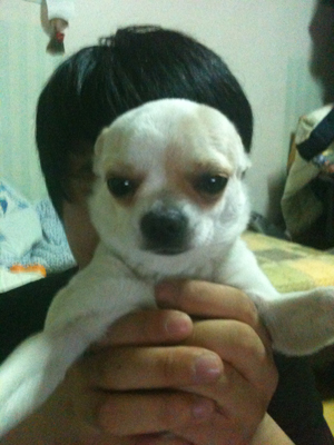 강북구청 사거리에서 애견하나 구조해 보호중입니다.