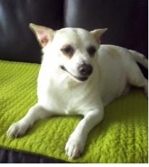 경북청도군금천면박곡리에서 '장군이'를 찾습니다