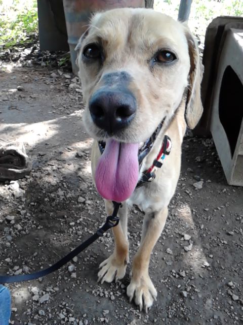 ★화성시 비봉면 쌍학리/중성화안한남아 찾습니다★