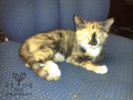 [D11-132관외] 길거리에서 먹이를 받아먹던 삼색 냥이