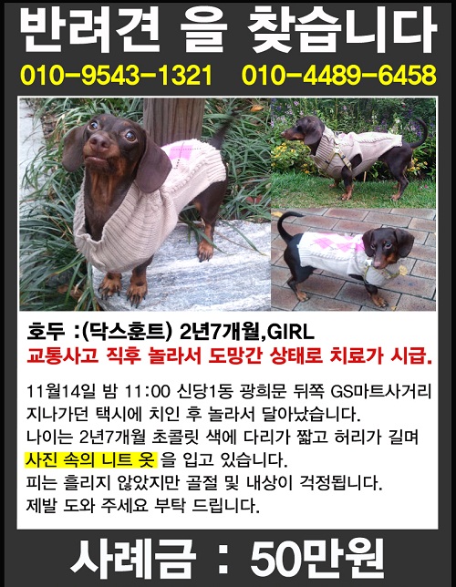 닥스훈트 초코탄 여아 호두를 찾습니다.