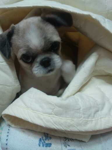 11월 16일 부산 초량역 부근 주인 잃은 강아지 발견