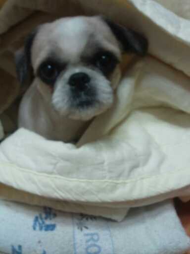 11월 16일 부산 초량역 부근 주인 잃은 강아지 발견