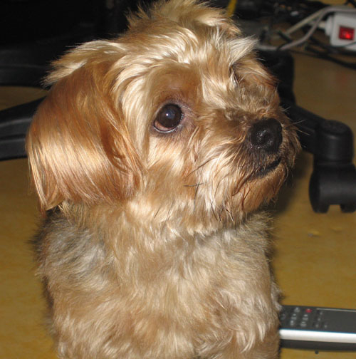 고양시 덕양구 남아말티즈찿아주세요