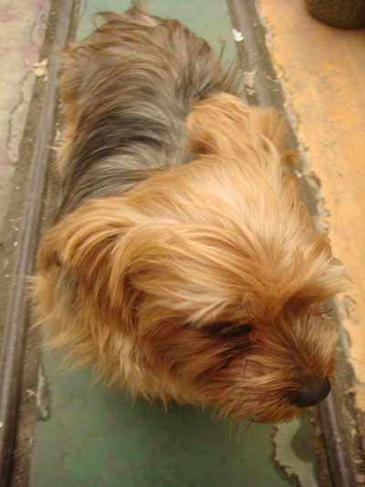 고양시 덕양구 남아말티즈찿아주세요