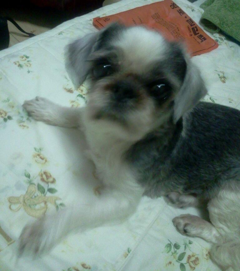 인천시 남동구 간석3동, 시츄 12살 여아 찾습니다.