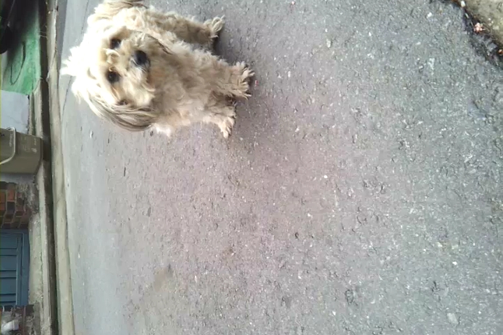 말티즈 믹스같은데 서울 방배동 근처 잃어버리신분안계신가요