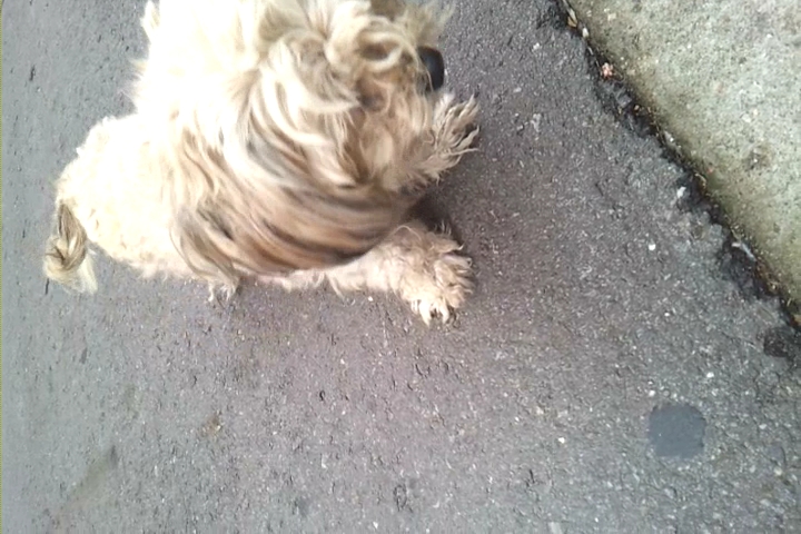 말티즈 믹스같은데 서울 방배동 근처 잃어버리신분안계신가요