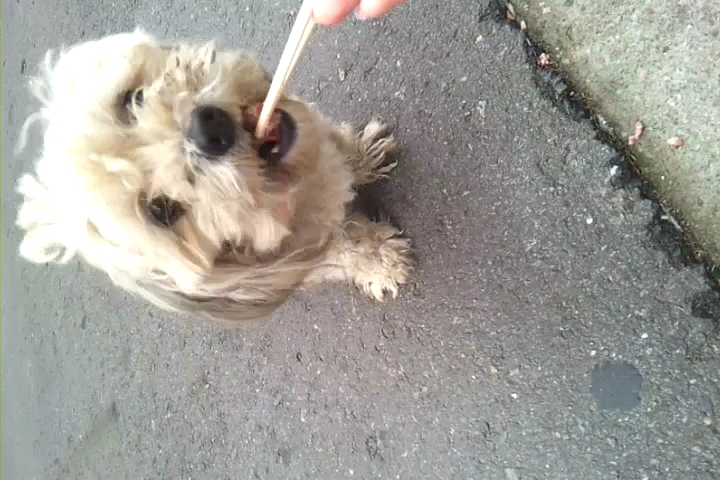 말티즈 믹스같은데 서울 방배동 근처 잃어버리신분안계신가요