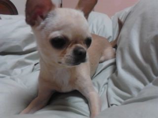 도봉구 쌍문역근처에서치와와보신분찾습니다