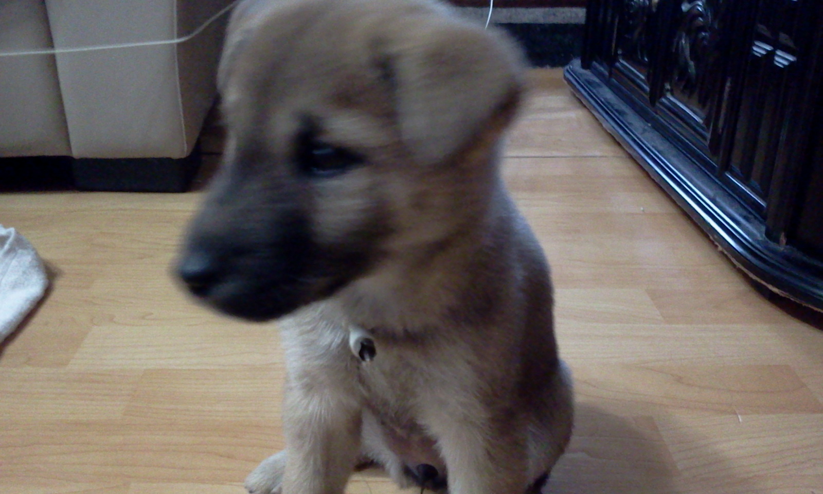 일산 백석동 진돗개 누렁이를 잊어버렷어요 도와주세요!