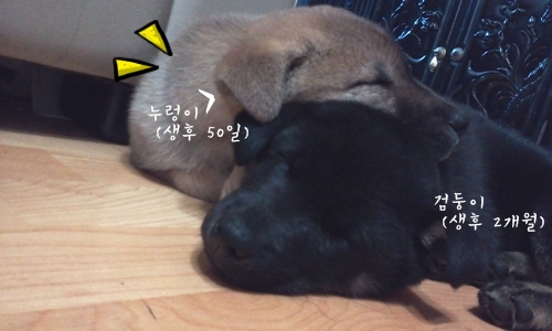 일산 백석동 진돗개 누렁이를 잊어버렷어요 도와주세요!