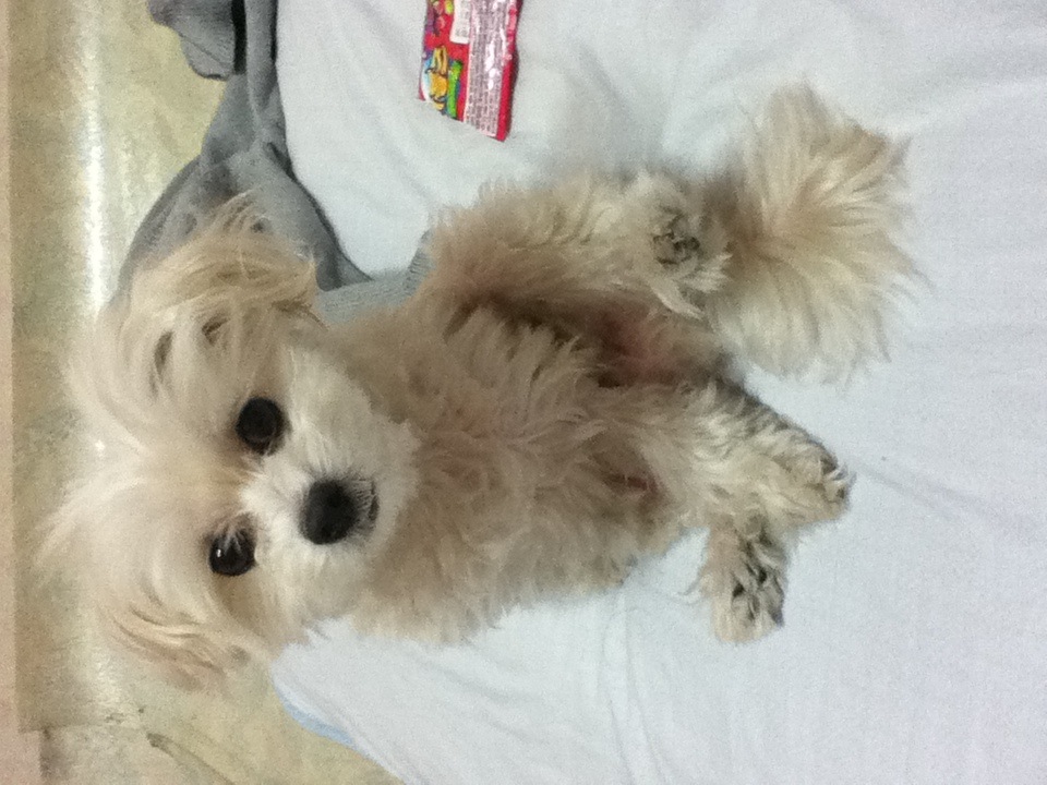 오늘 11월20일 일요일 강아지 잃어버렸어요...(서울 창3동부근 월계동이나 쌍문등 지역에 사시는 분들 봐주세요!) 