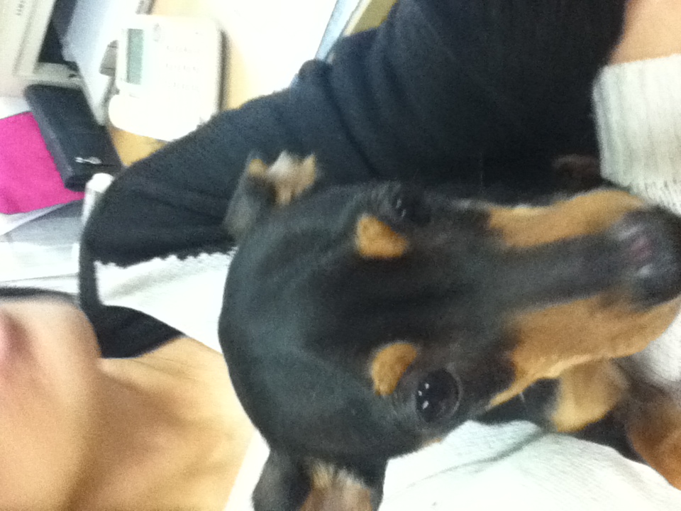 [인천] 미니핀 남아 보호하고 있습니다!! 생후 1년 추정