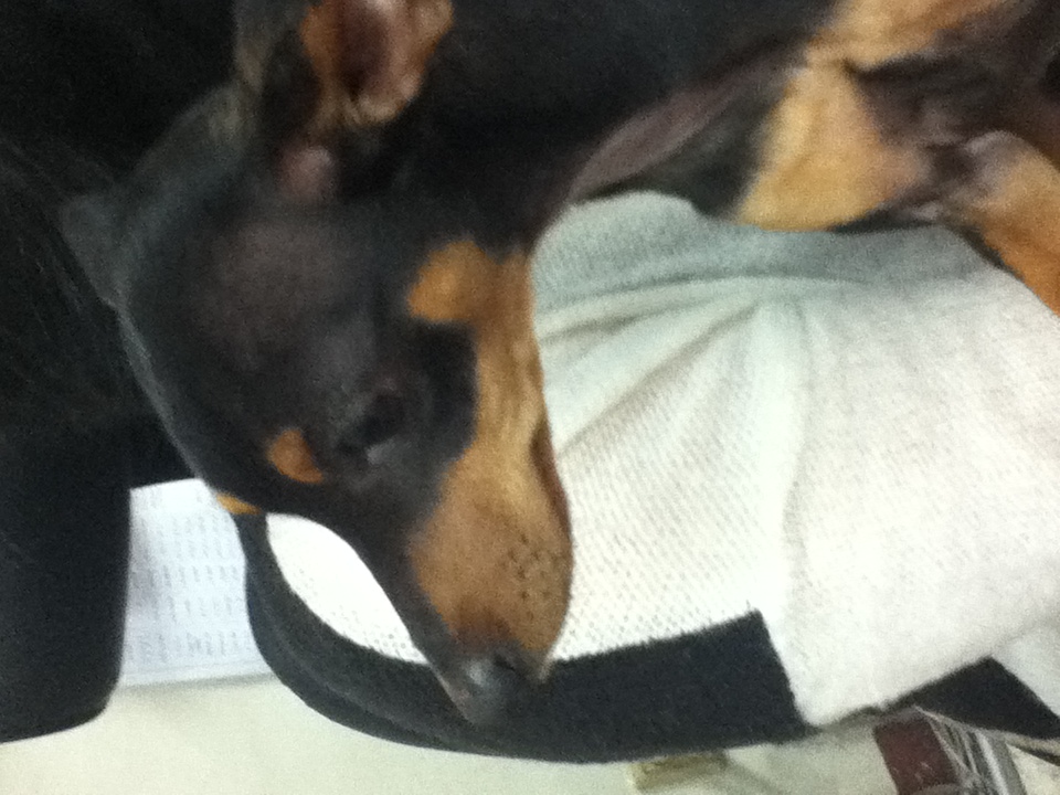 [인천] 미니핀 남아 보호하고 있습니다!! 생후 1년 추정