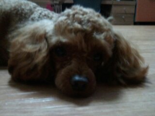 전라남도 목포시 갈색 푸들 쫑이 애타게 찾아요(사례금100만원)