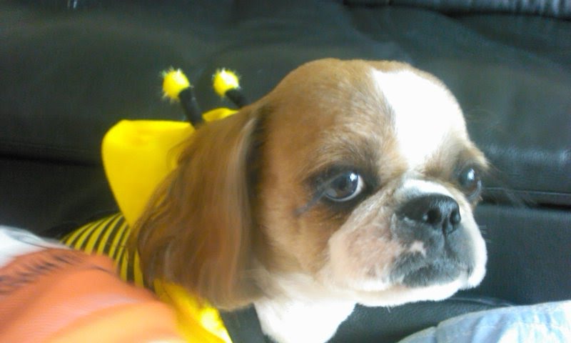 몽구를 찾습니다...