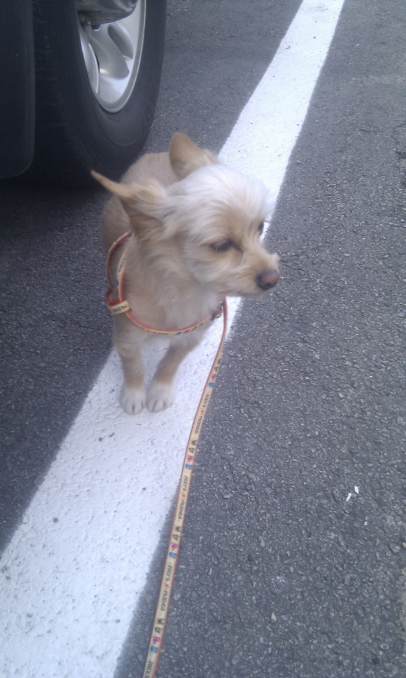 경기도 양주시 광적면 석우리 강아지를 찾습니다!!!