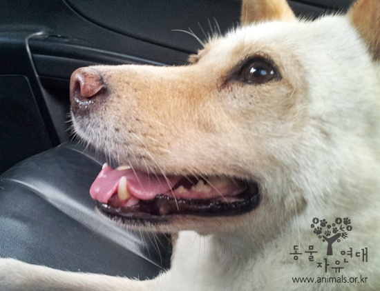 [D11-138관외] 전주인의 부도로 방치되다 식용이 될 뻔한 파주공업사 태호