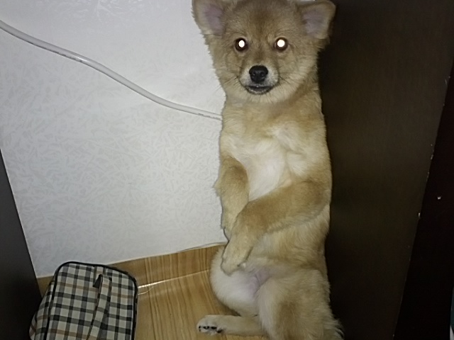 중랑구 묵2동 미니좀 찾아주세요