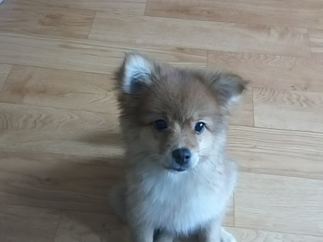 중랑구 묵2동 미니좀 찾아주세요