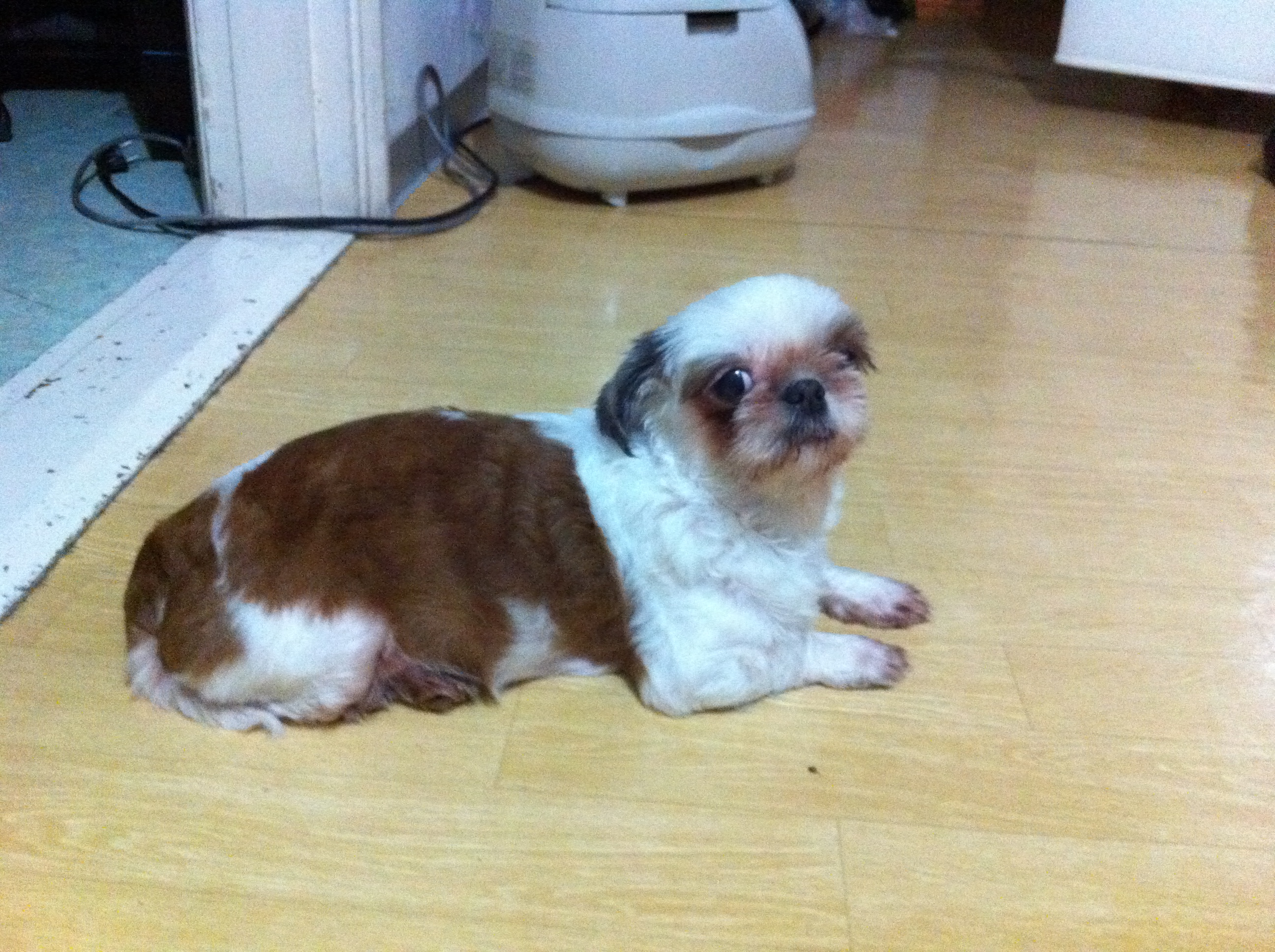 경기도 안산 본오동에서 시츄를 보호하고 있습니다.