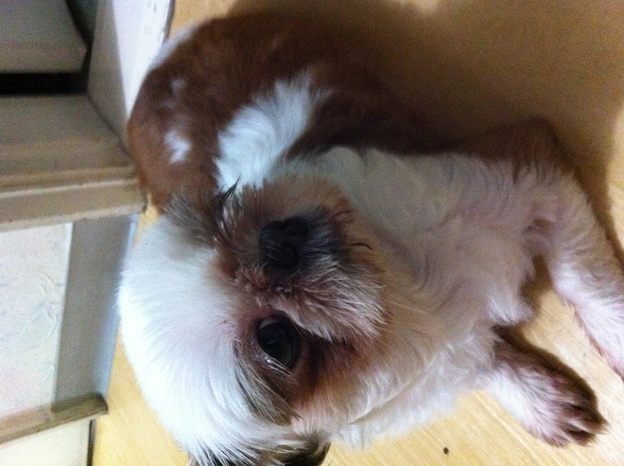 경기도 안산 본오동에서 시츄를 보호하고 있습니다.