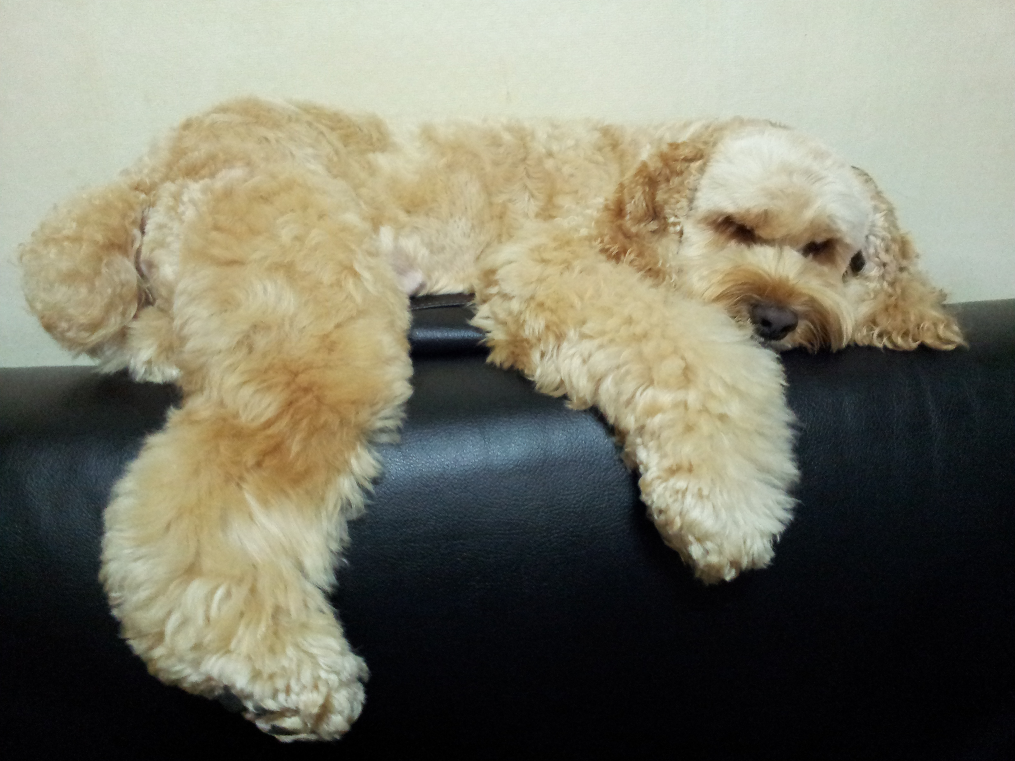 여의도에서 잃어버렸어요ㅜㅠ