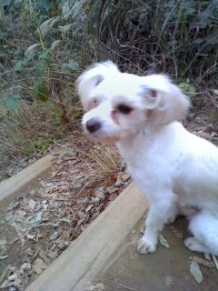 서대문구 홍은동에서 호피무늬옷 입은 말티 잃어버렸어요