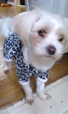 서대문구 홍은동에서 호피무늬옷 입은 말티 잃어버렸어요