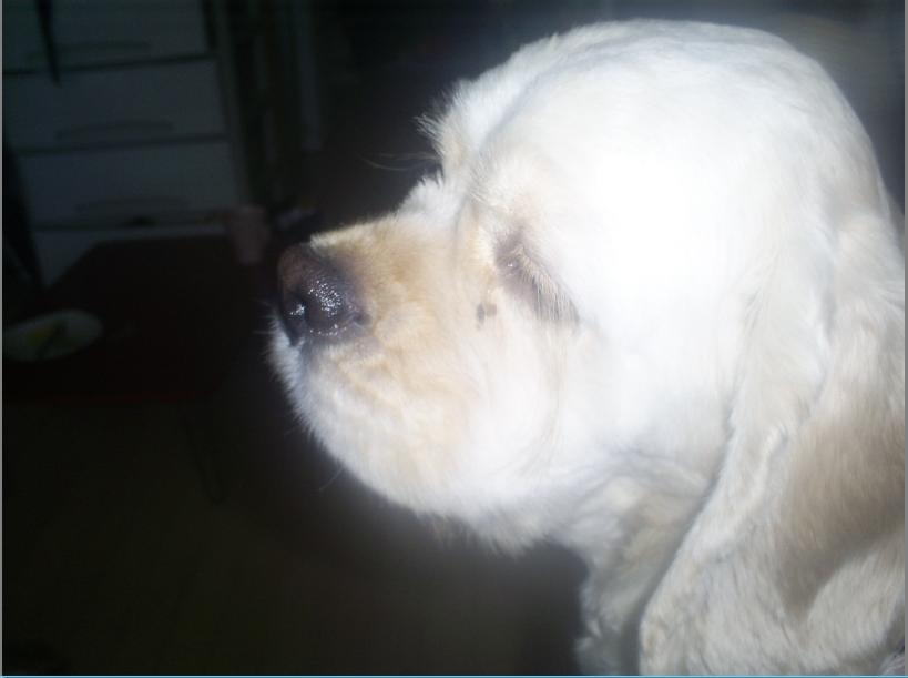 구로구 고척동에서 아코 없어졋어요 ㅠㅠ