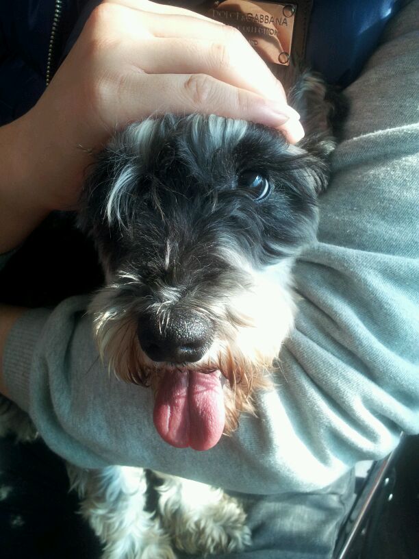 도봉구 슈나우져 암컷 주인찾아요!