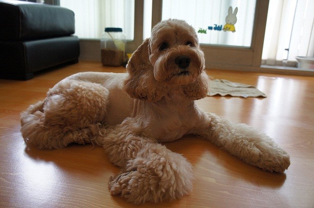 테디를 찾습니다(여의도)