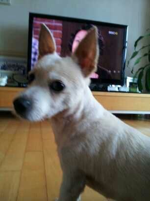 10월1일마포구공덕동 수컷(중성화수술안함)믹스견