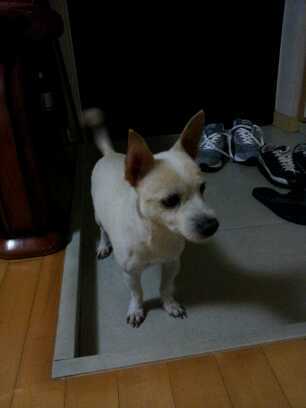 10월1일마포구공덕동 수컷(중성화수술안함)믹스견