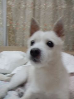 10월1일마포구공덕동 수컷(중성화수술안함)믹스견