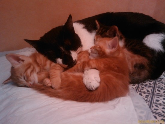 울 별이를 보신분 연락주셔요 꼭~이요(파주)