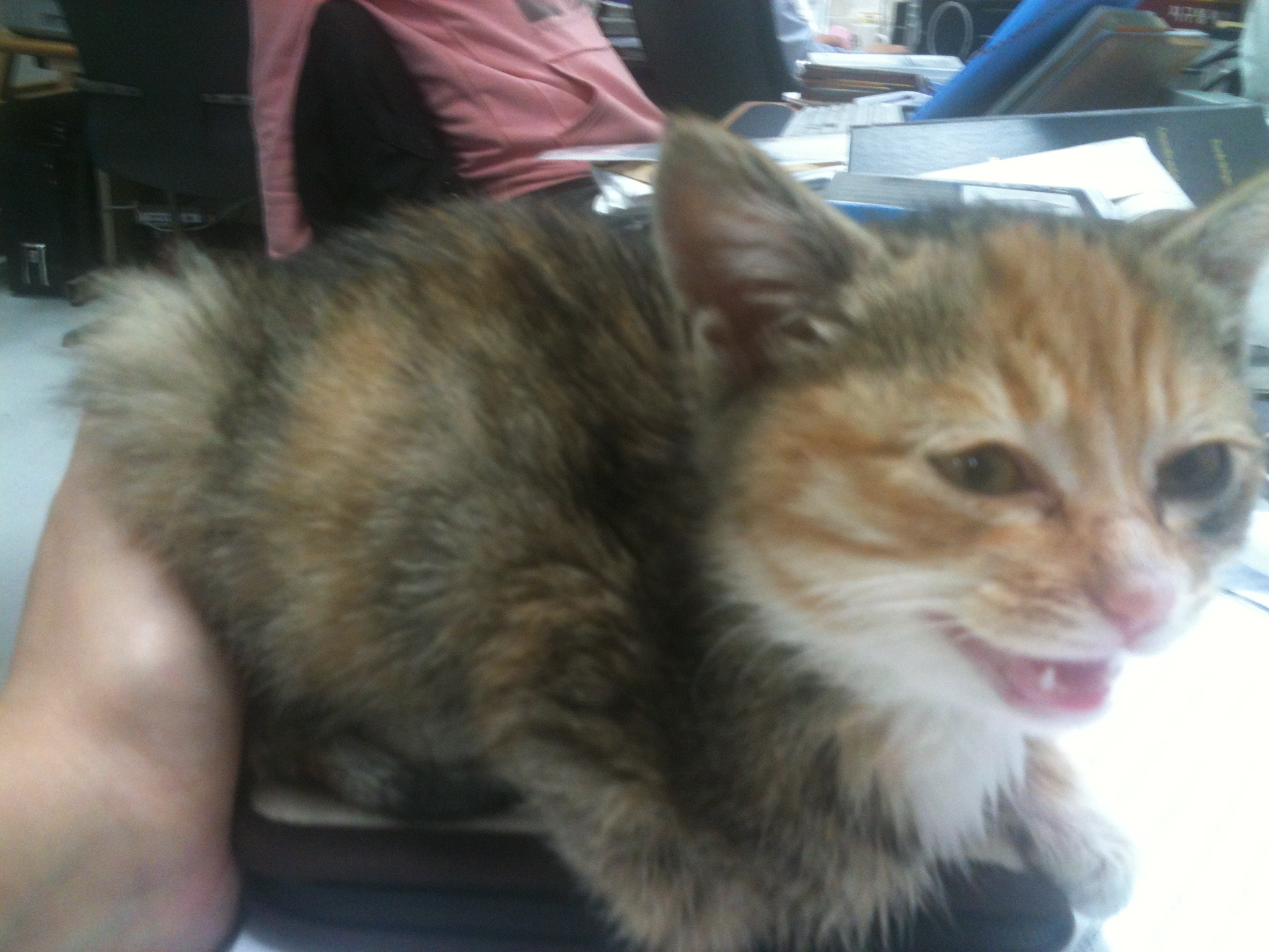 3개월된 아기고양이 입양하실 분~