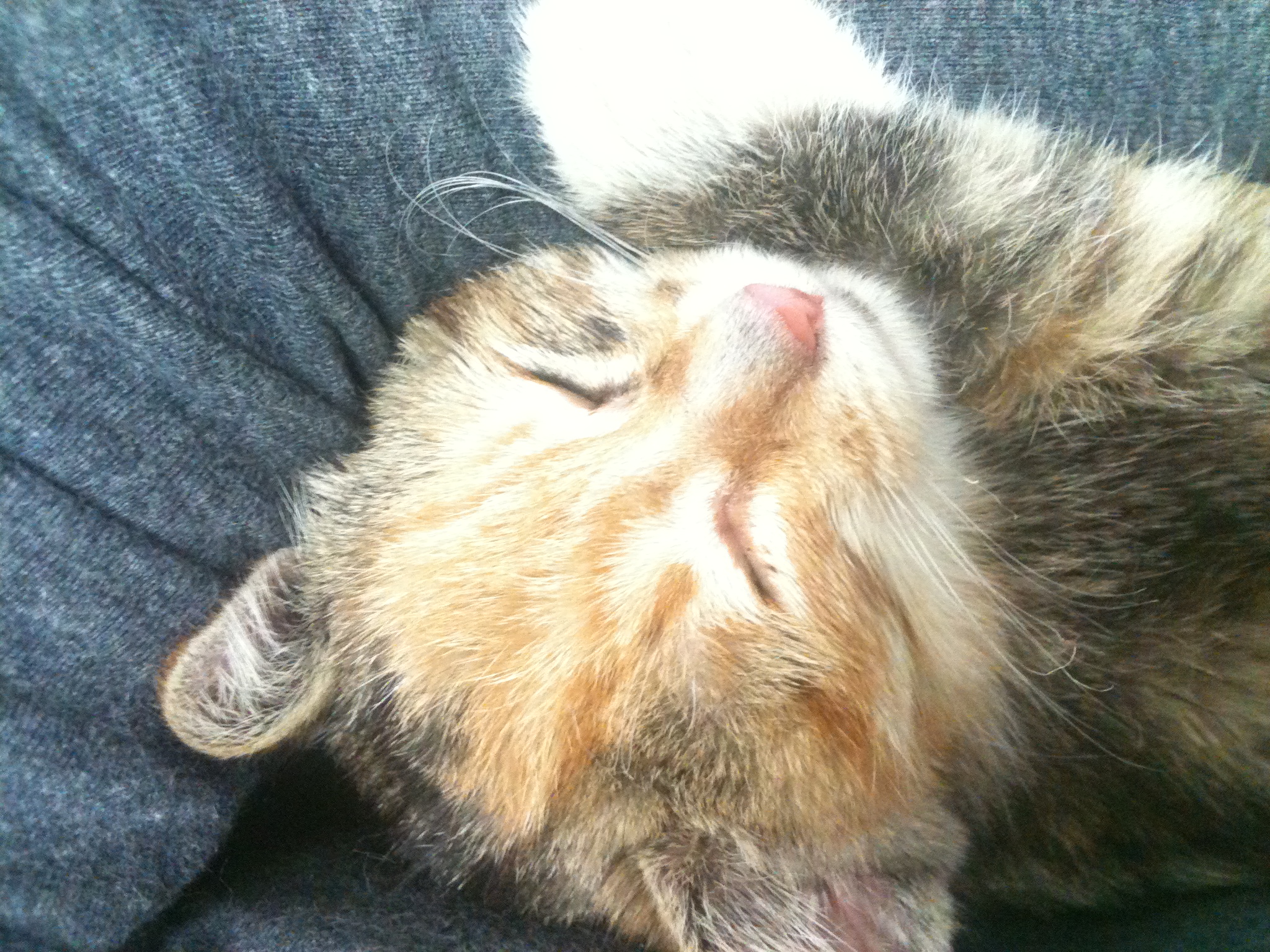 3개월된 아기고양이 입양하실 분~