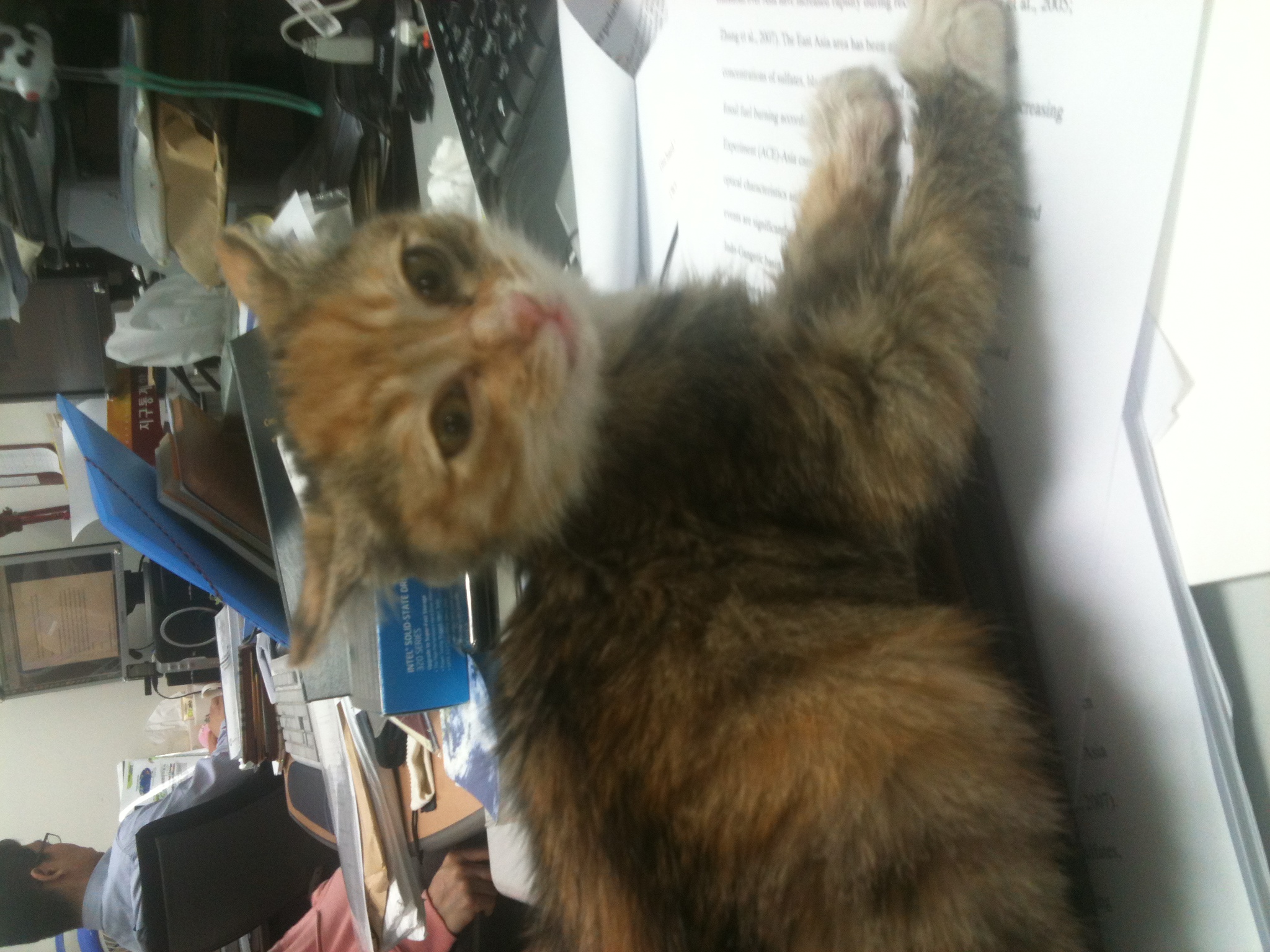 3개월된 아기고양이 입양하실 분~