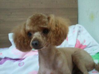 전라남도 목포시 갈색 푸들 애타게 찾아요(사례금100만원)