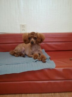 전라남도 목포시 갈색 푸들 애타게 찾아요(사례금100만원)