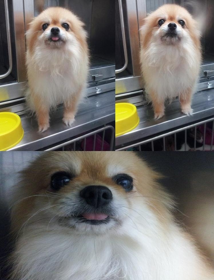 [유기견] 일산 , 포메라이언(갈색,암컷) 보호자분 or 입양하실분 찾아요.