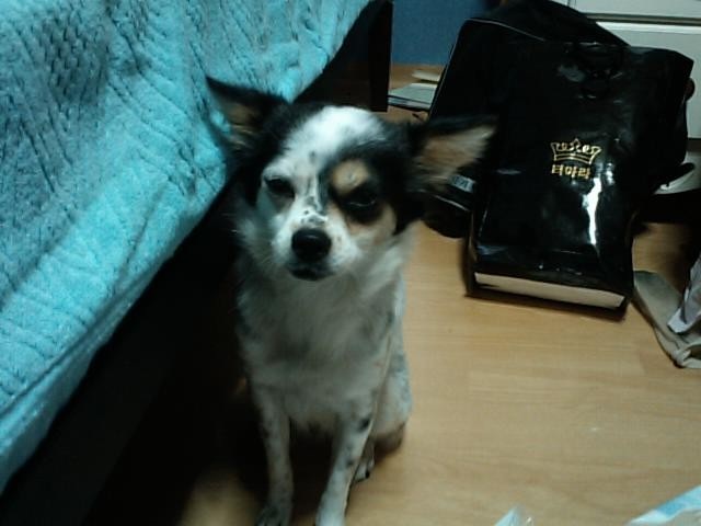 성북, 보문, 안암, 고대, 성신여대 근처 하얀 믹스 찾아요(사례금 30만원)