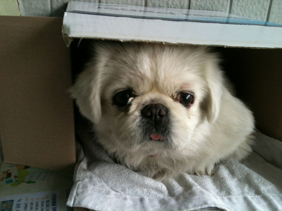 페키니즈 잃어버리신분,,