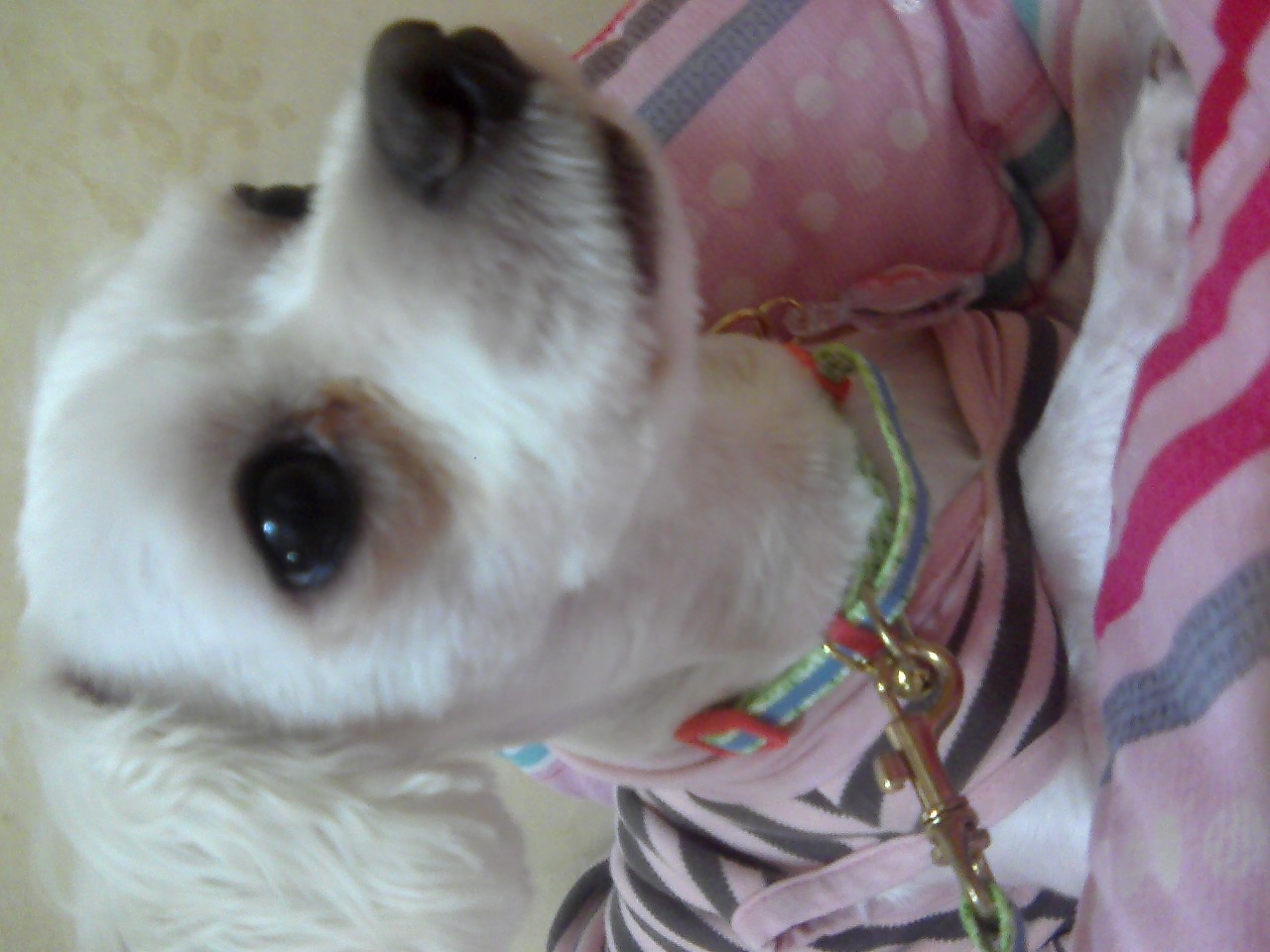 광명 말티즈 찾아여