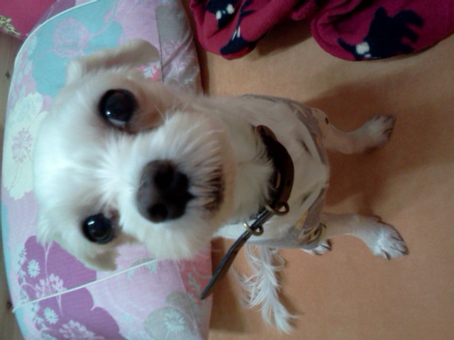 광명 말티즈 찾아여