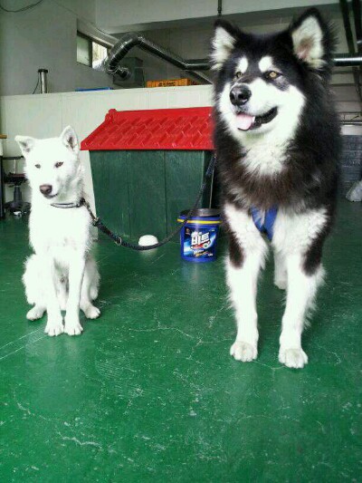 대구말라뮤트실종되었습니다..